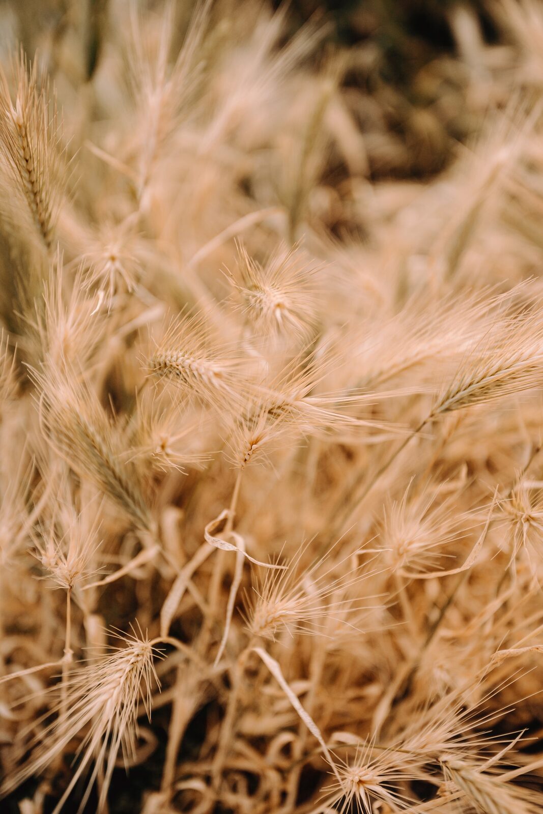 Australian wheat field